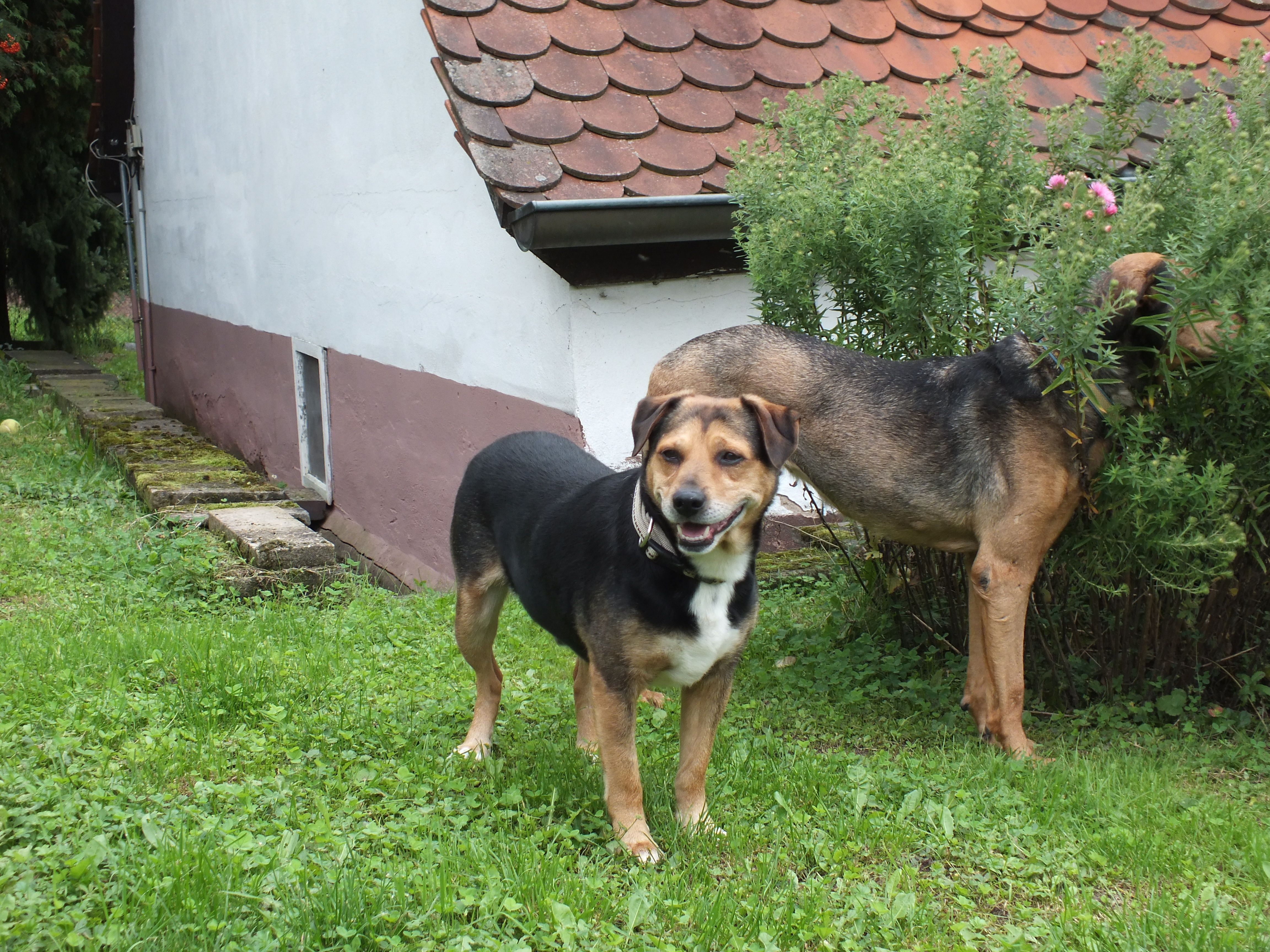 Private Vermittlung Tierheim Ansbach und Umgebung e.V.