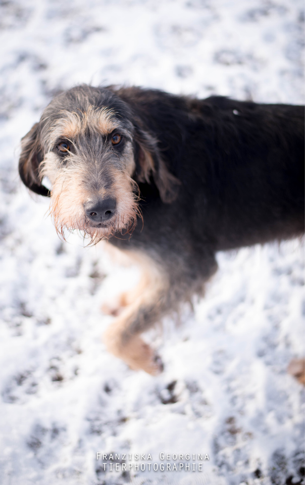 Hunde Tierheim Ansbach und Umgebung e.V.