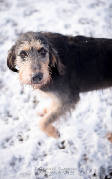 Hunde | Tierheim Ansbach und Umgebung e.V.