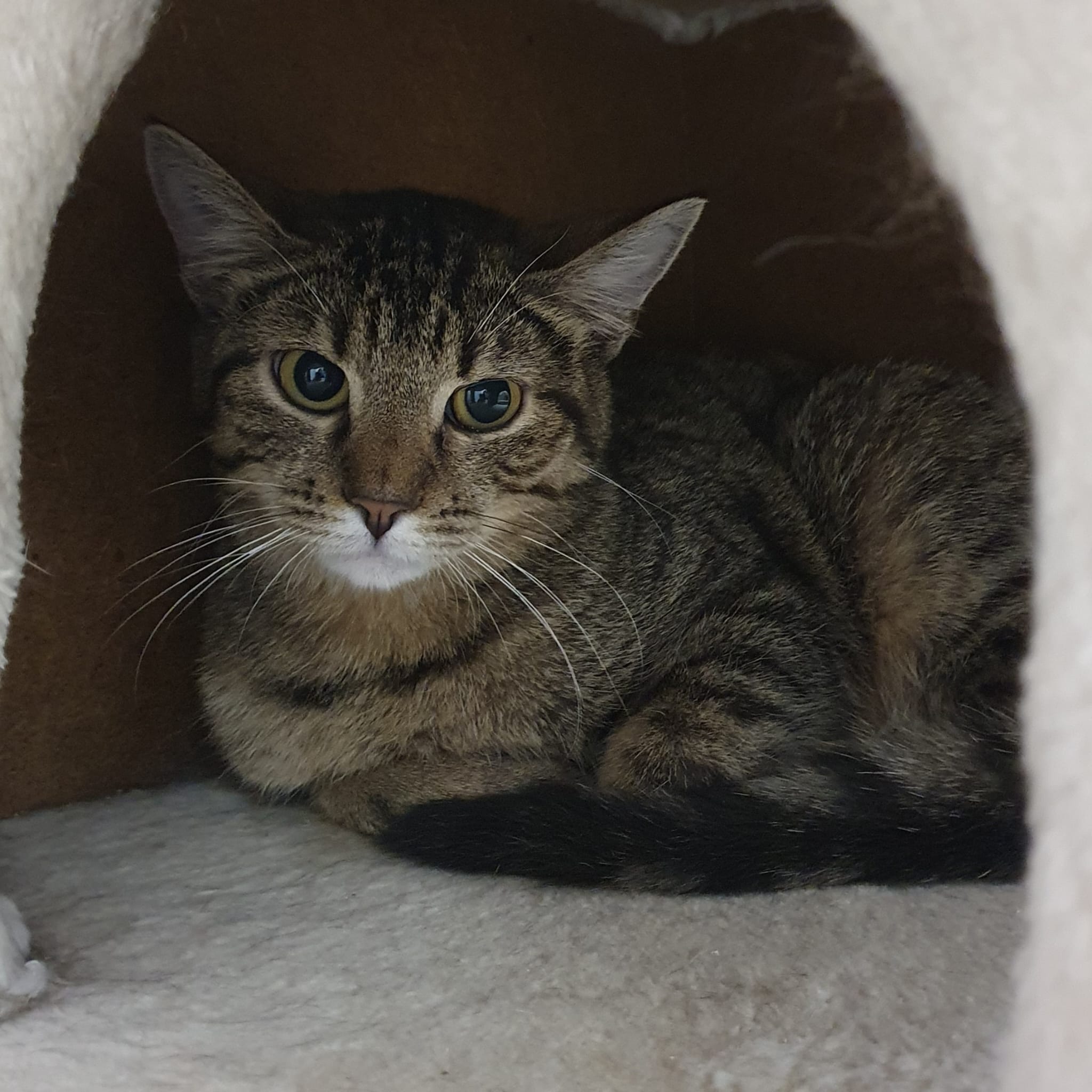 Katzenpaare – Tierheim Ansbach