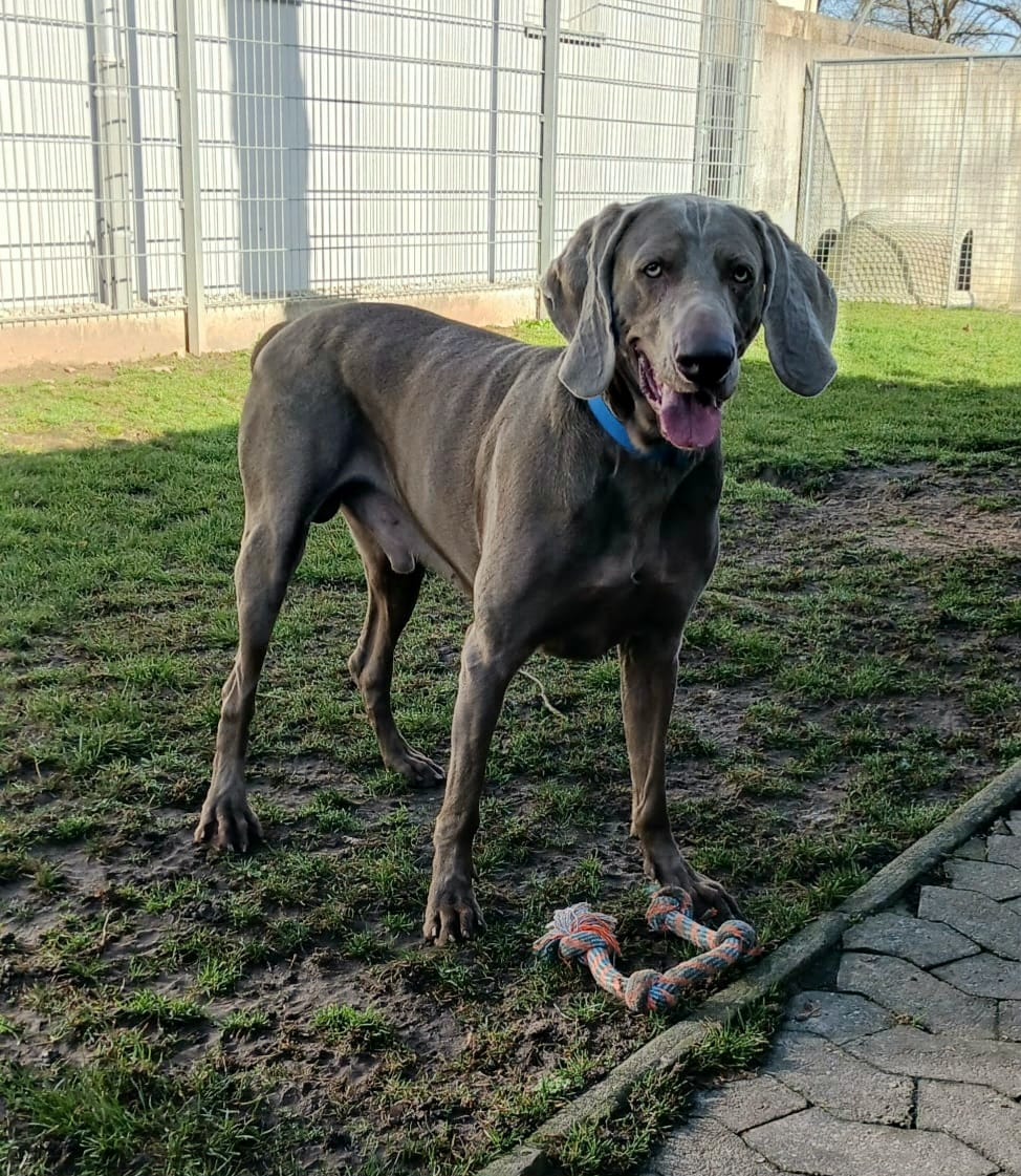Spike, – der stolze Weimaraner – Tierheim Ansbach
