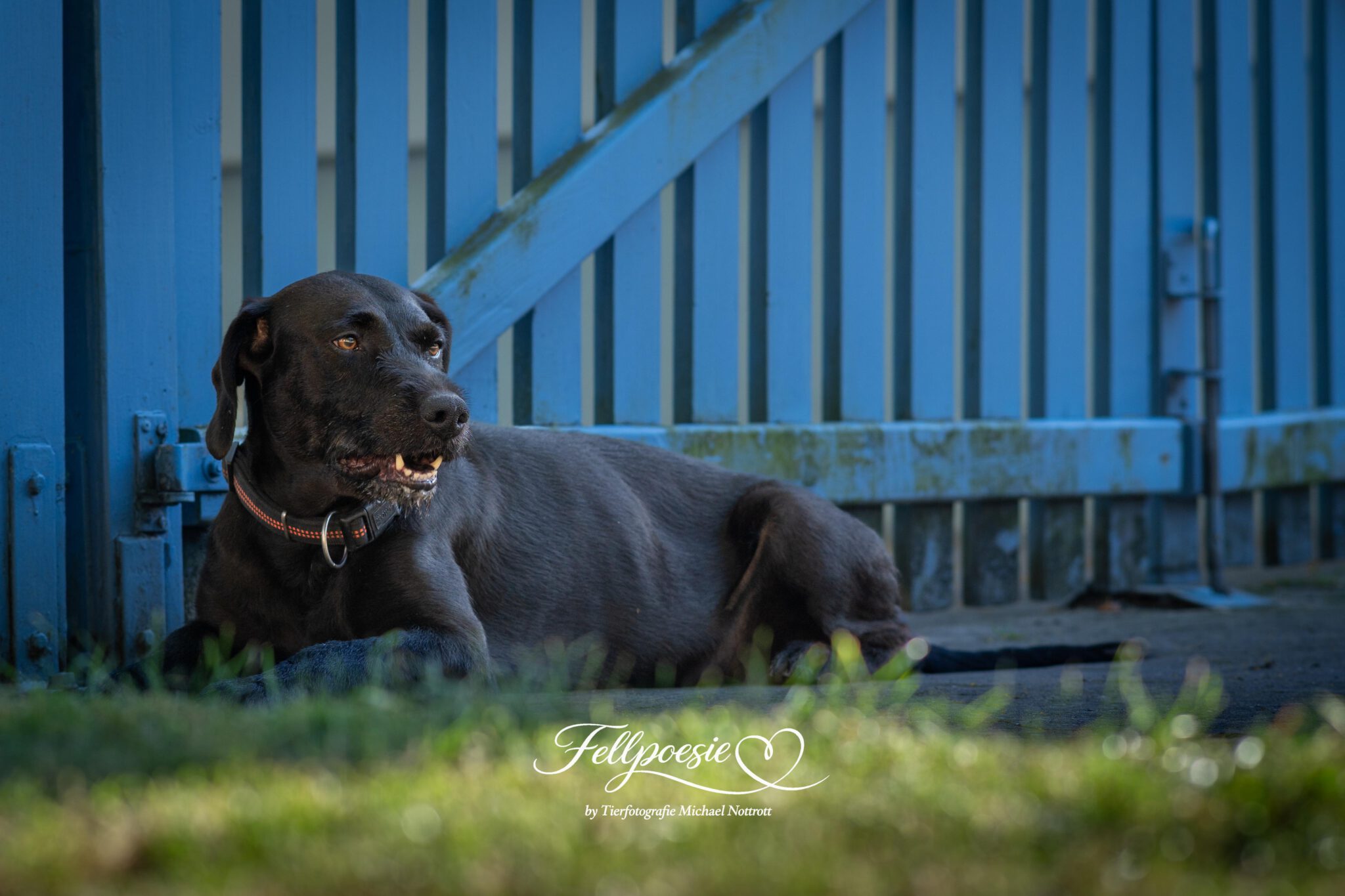 Bob, – der liebenswerte Hundekumpel – Tierheim Ansbach